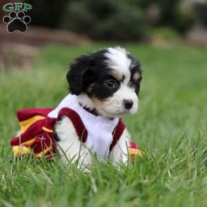 Taylor, Cavachon Puppy